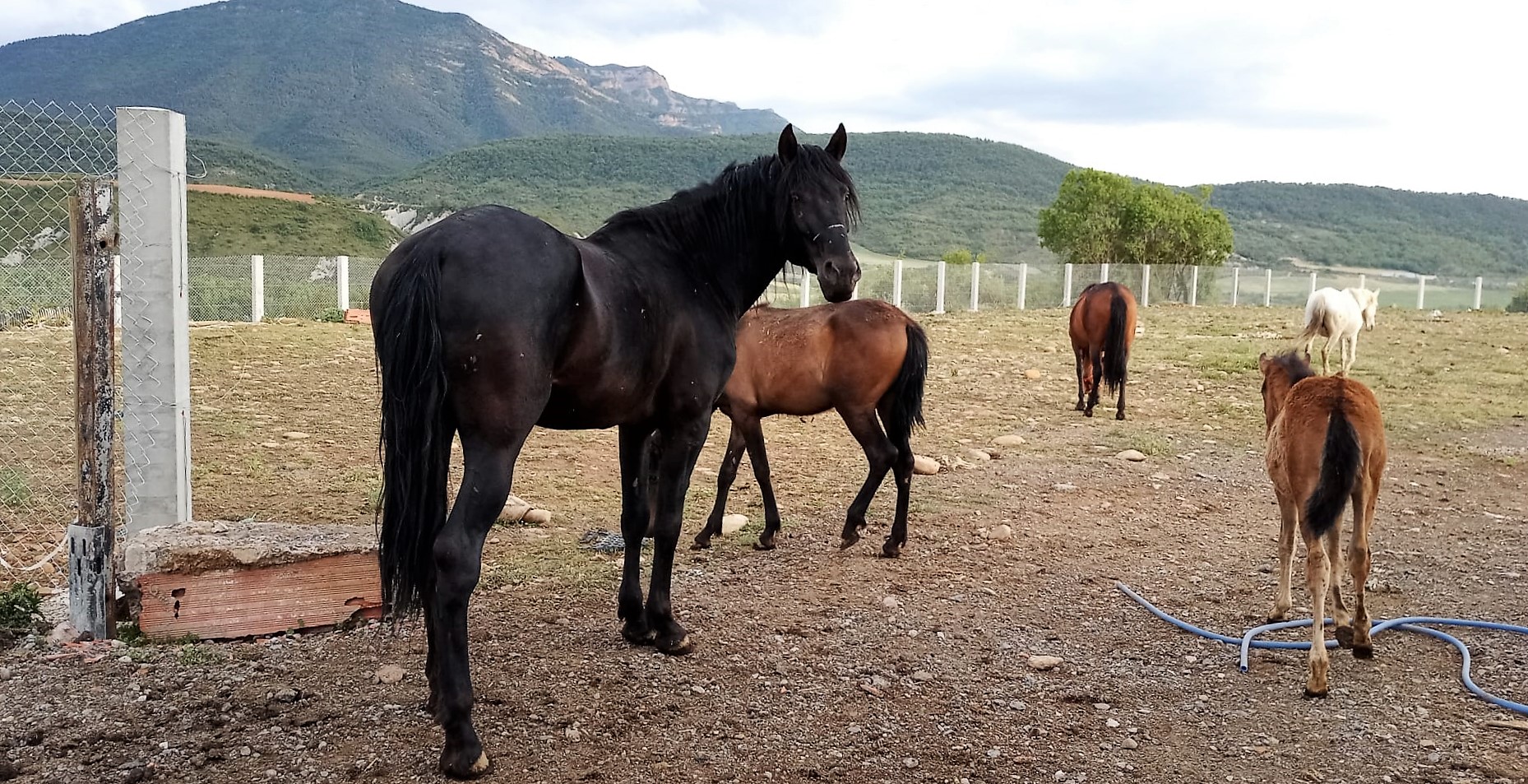 Temen que quieran envenenar a los caballos del Club Hípico 'Río Aragón
